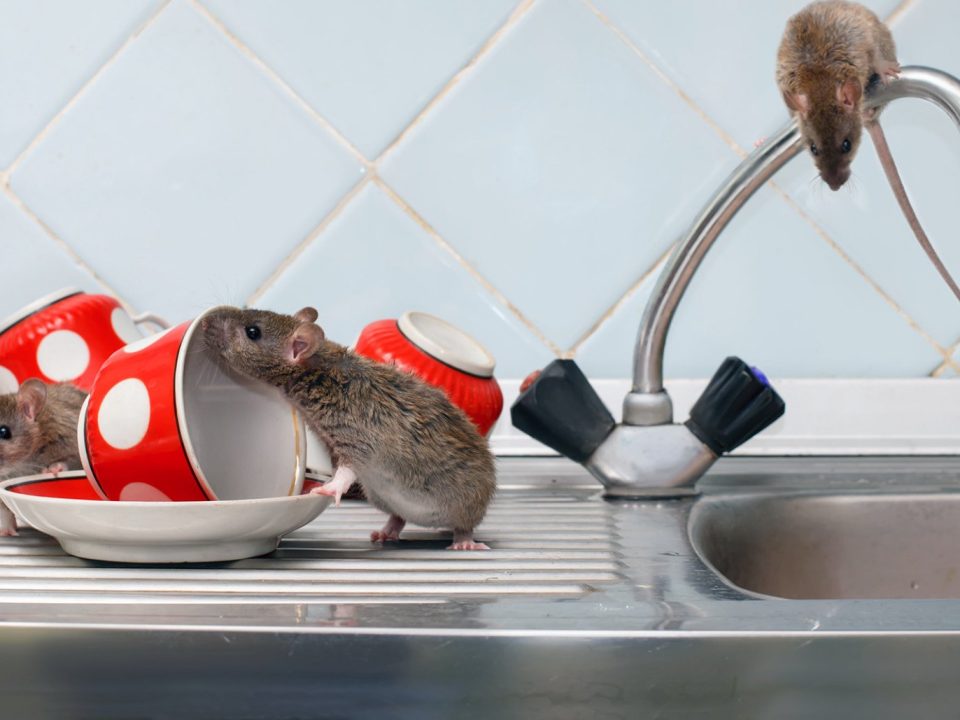 how-to-protect-your-home-from-rodents
