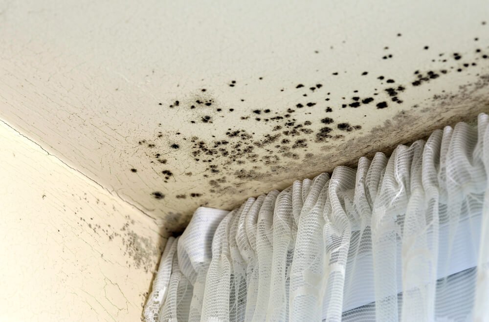 simple-tricks-to-prevent-mold-at-home
